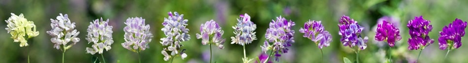 Orchidées sauvages