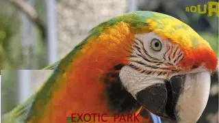 A Lescar ; oiseaux Exotic Park